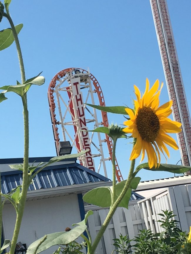 Coney Island Sunflower Thunderbolt